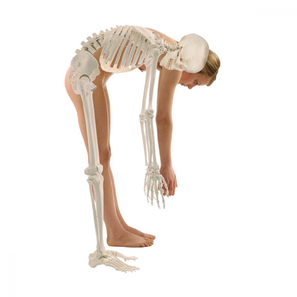 Erler-Zimmer | Skelett HUGO (3014) Schulskelett Skelettmodell Therapieskelett