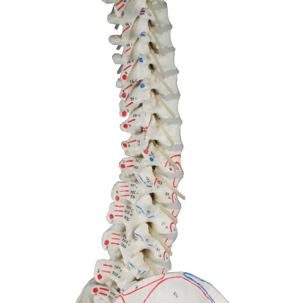 Erler-Zimmer | Wirbelsäule mit Becken und Stativ (4011) Muskelmarkierungen