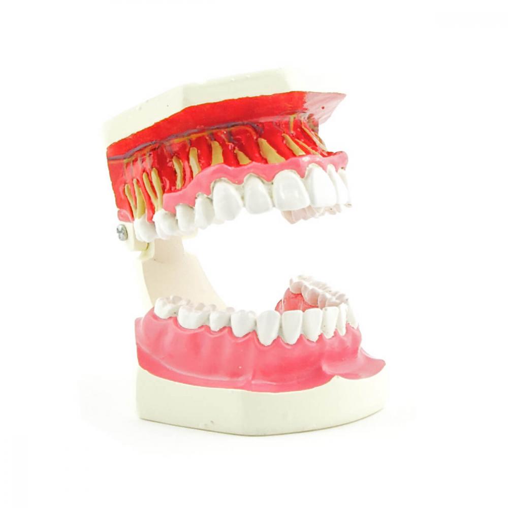 HeineScientific Dentalmodell Erwachsenengebiss