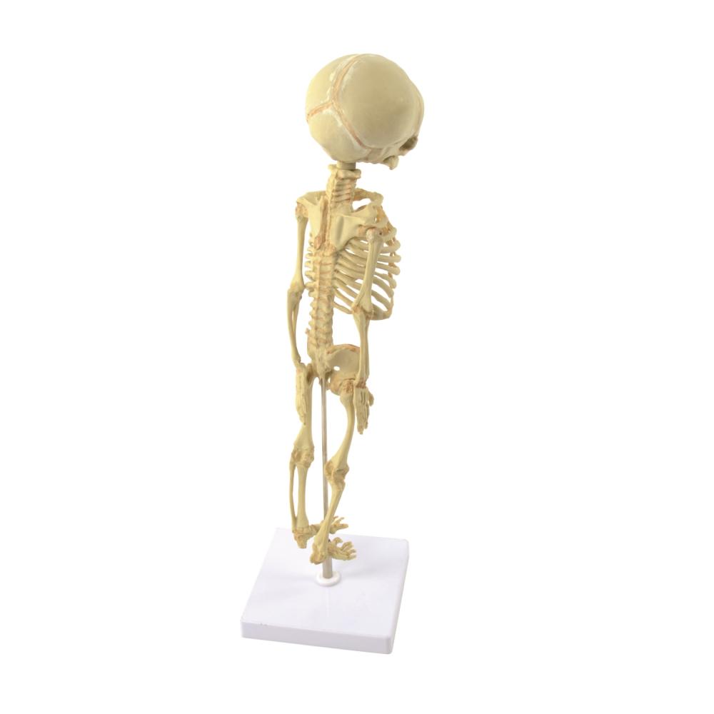 HeineScientific | Fötus-Skelett 30. SSW (H134007)