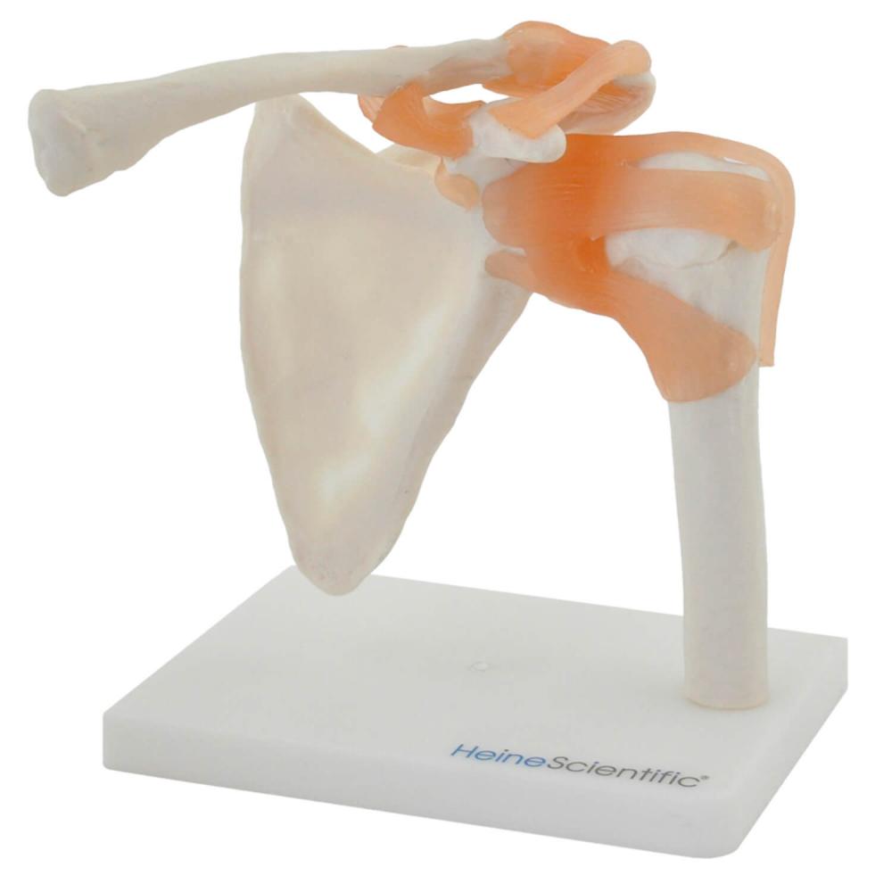 HeineScientific | Schultergelenk (H130490)