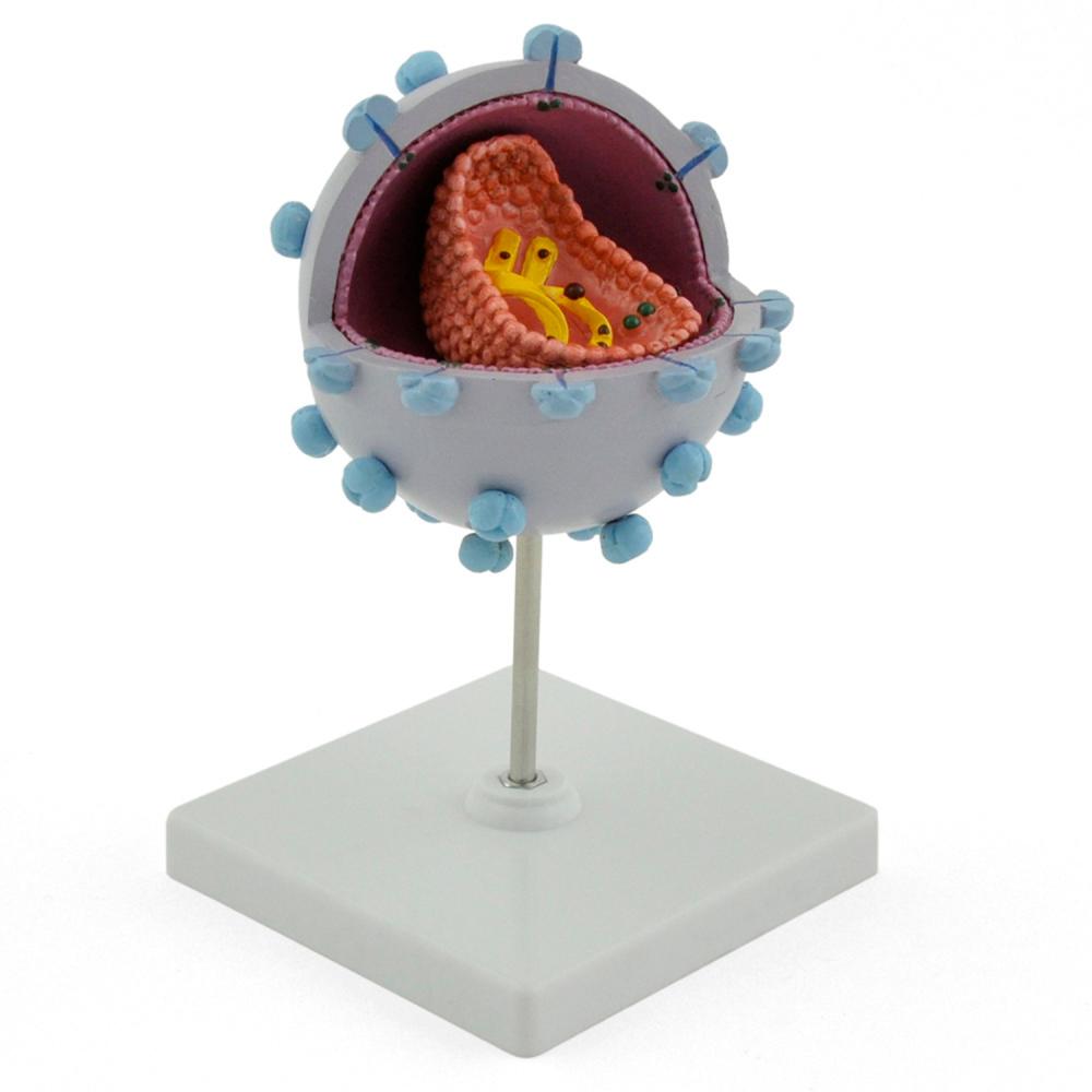 HeineScientific | HIV-Virusmodell (H130499)