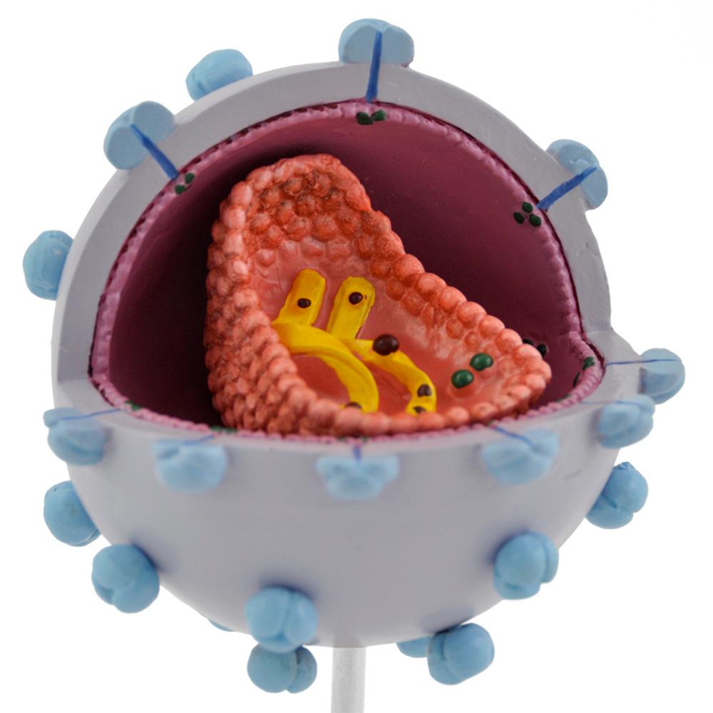 HeineScientific | HIV-Virusmodell (H130499)