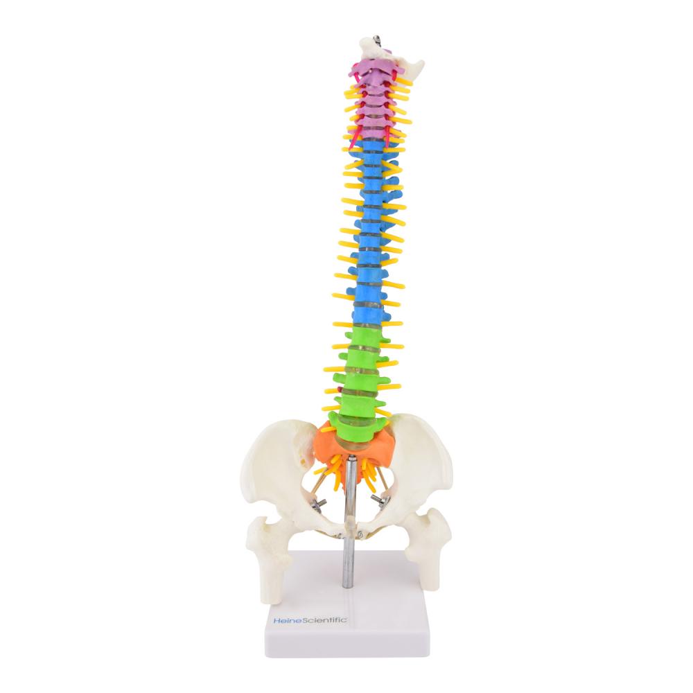 HeineScientific | didaktische Wirbelsäule (H139006)