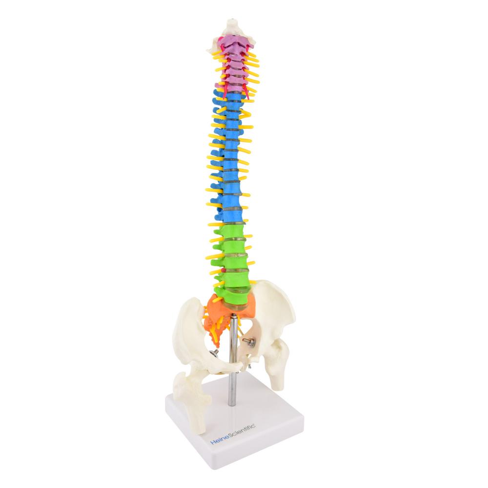 HeineScientific | didaktische Wirbelsäule (H139006)