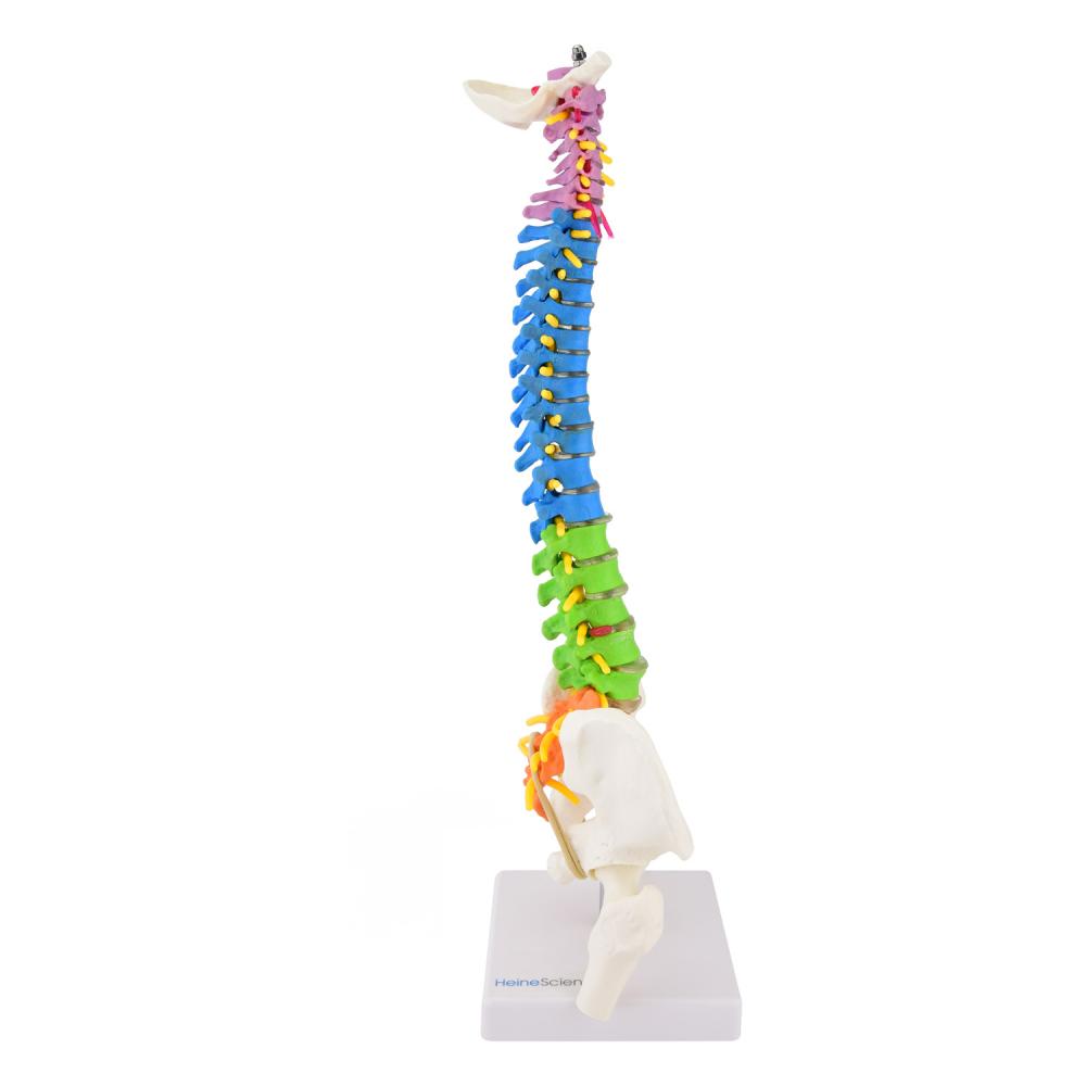 HeineScientific | didaktische Wirbelsäule (H139006)