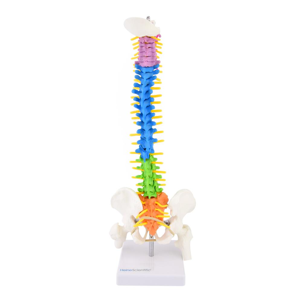 HeineScientific | didaktische Wirbelsäule (H139006)
