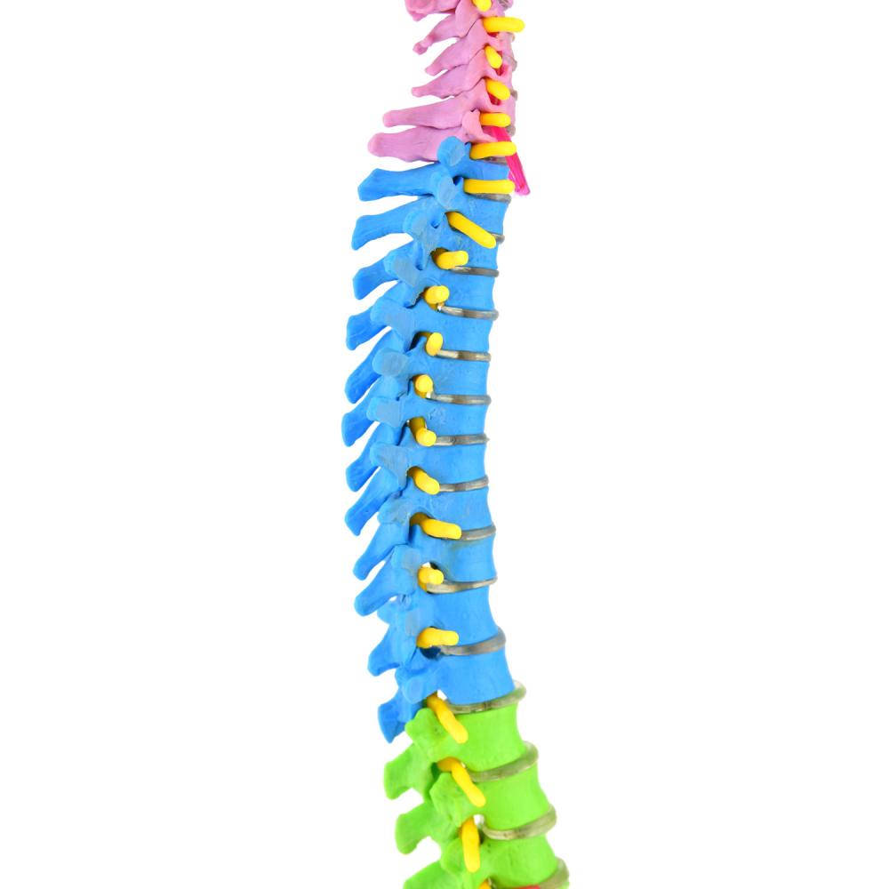 HeineScientific | didaktische Wirbelsäule (H139006)
