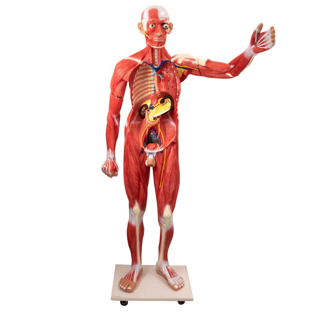 HeineScientific | Menschenmodell lebensgroß (H139010)