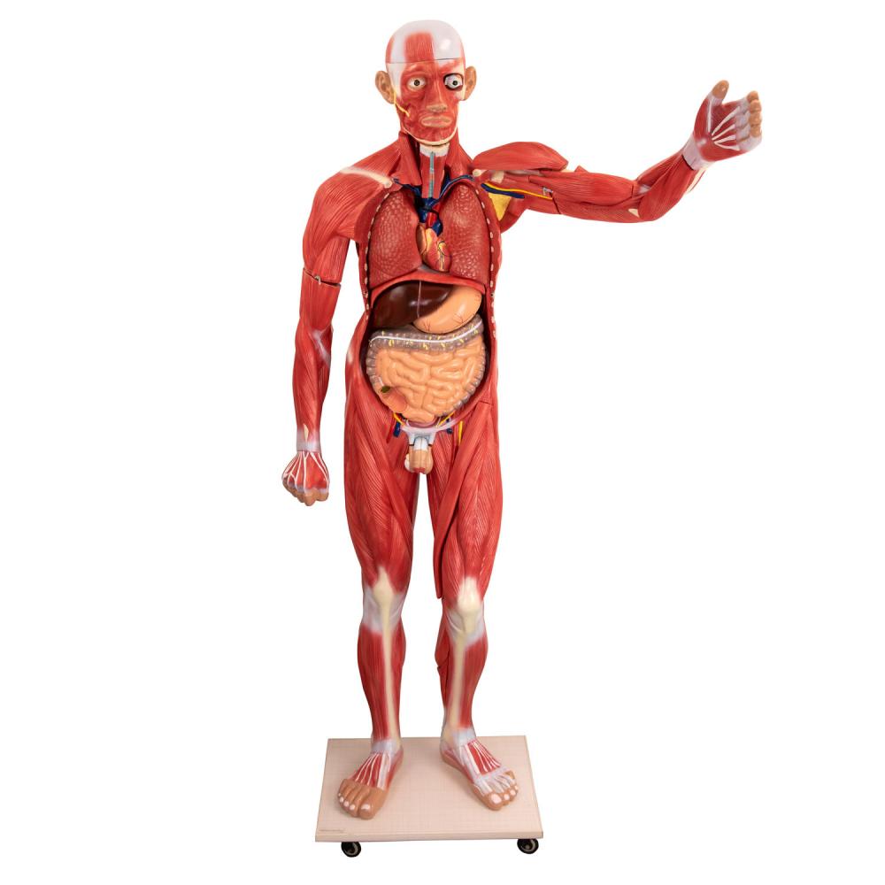 HeineScientific | Menschenmodell lebensgroß (H139010)