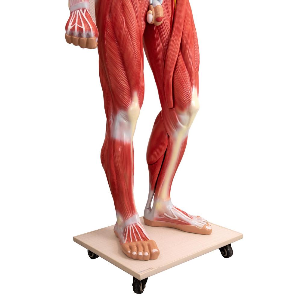 HeineScientific | Menschenmodell lebensgroß (H139010)