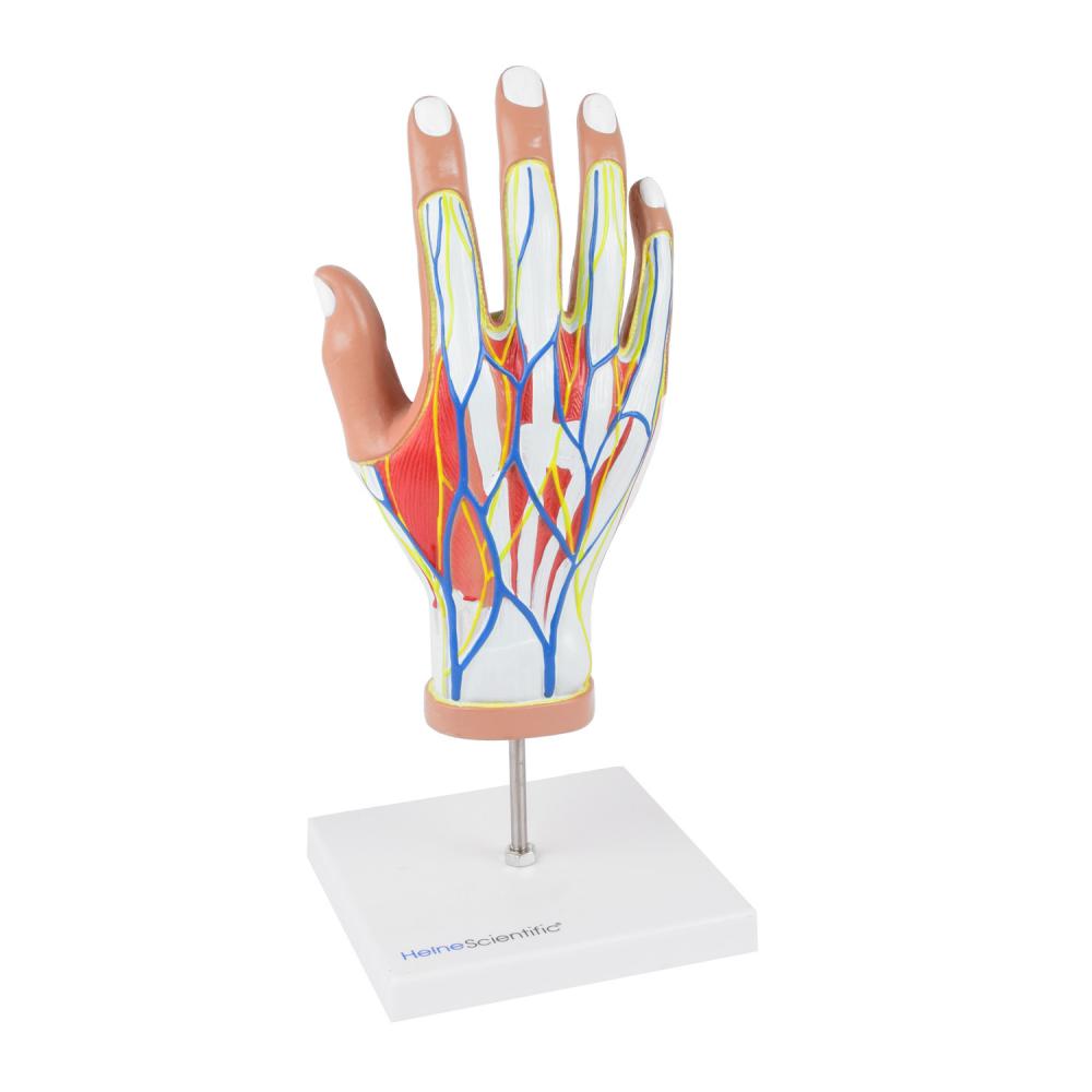 HeineScientific | Hand lebensgroß (H139014)