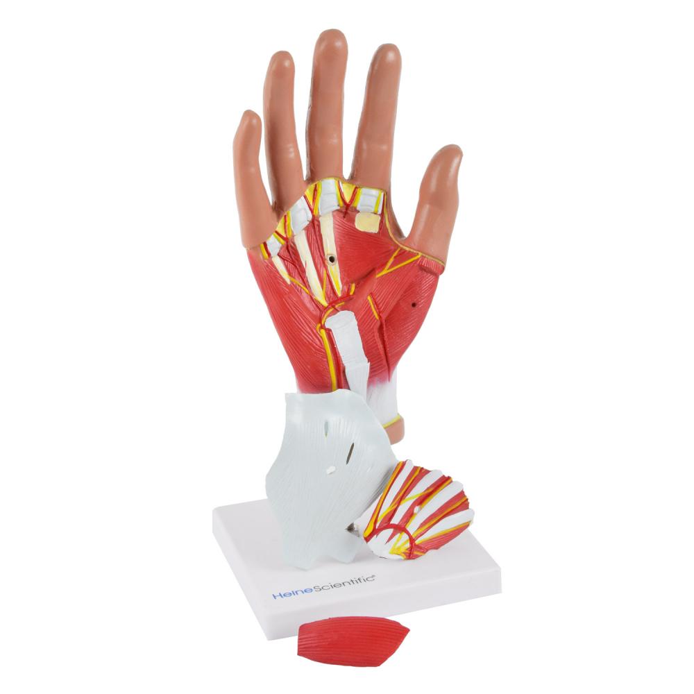 HeineScientific | Hand lebensgroß (H139014)