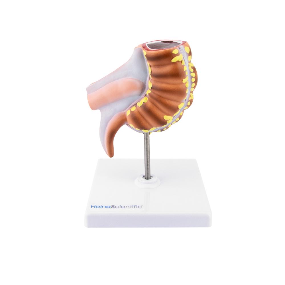 HeineScientific | Appendix Caecum (H139015)