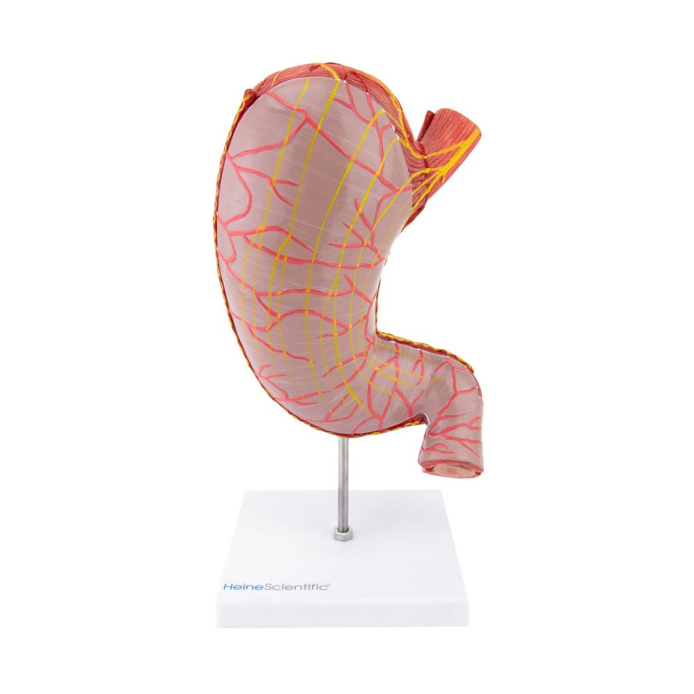 HeineScientific | Magenmodell (H139016)