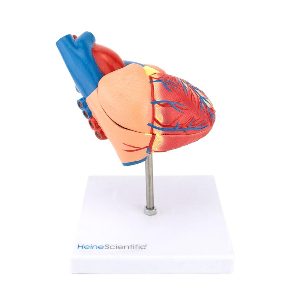 HeineScientific | Herzmodell (H139024)