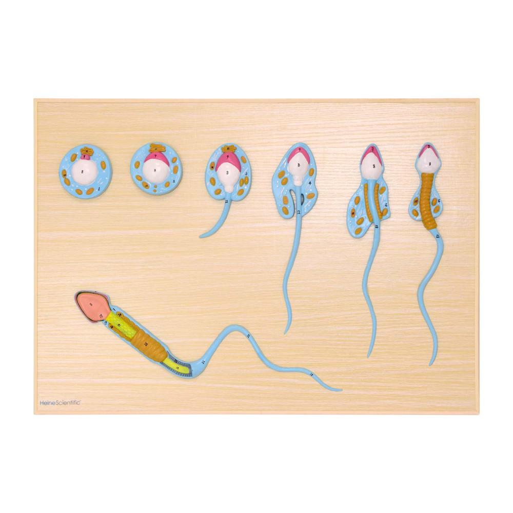 HeineScientific | Spermienentwicklung (H139030)