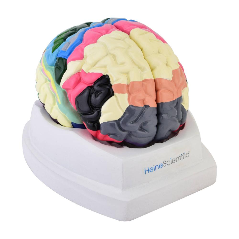 HeineScientific Gehirnmodell mit Funktionszonen Brodmann (H139038)