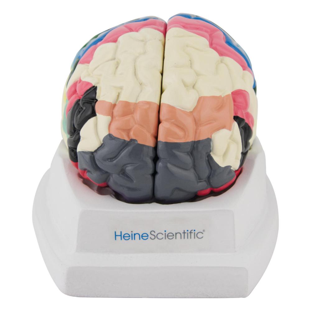HeineScientific Gehirnmodell mit Funktionszonen Brodmann (H139038)