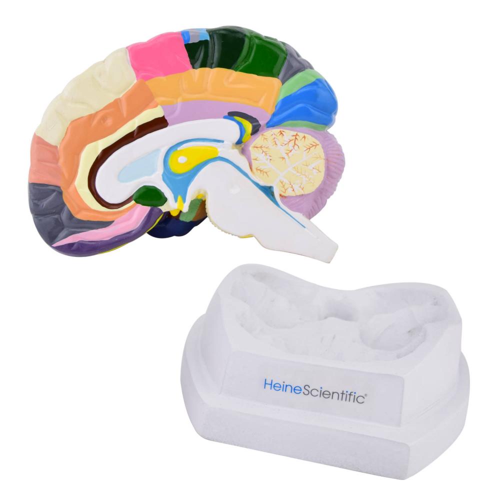 HeineScientific Gehirnmodell mit Funktionszonen Brodmann (H139038)