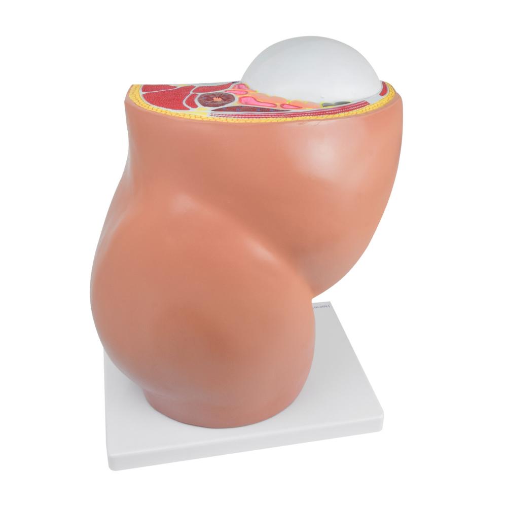 HeineScientific | Schwangerschaftsmodell 40. SSW (H139040)