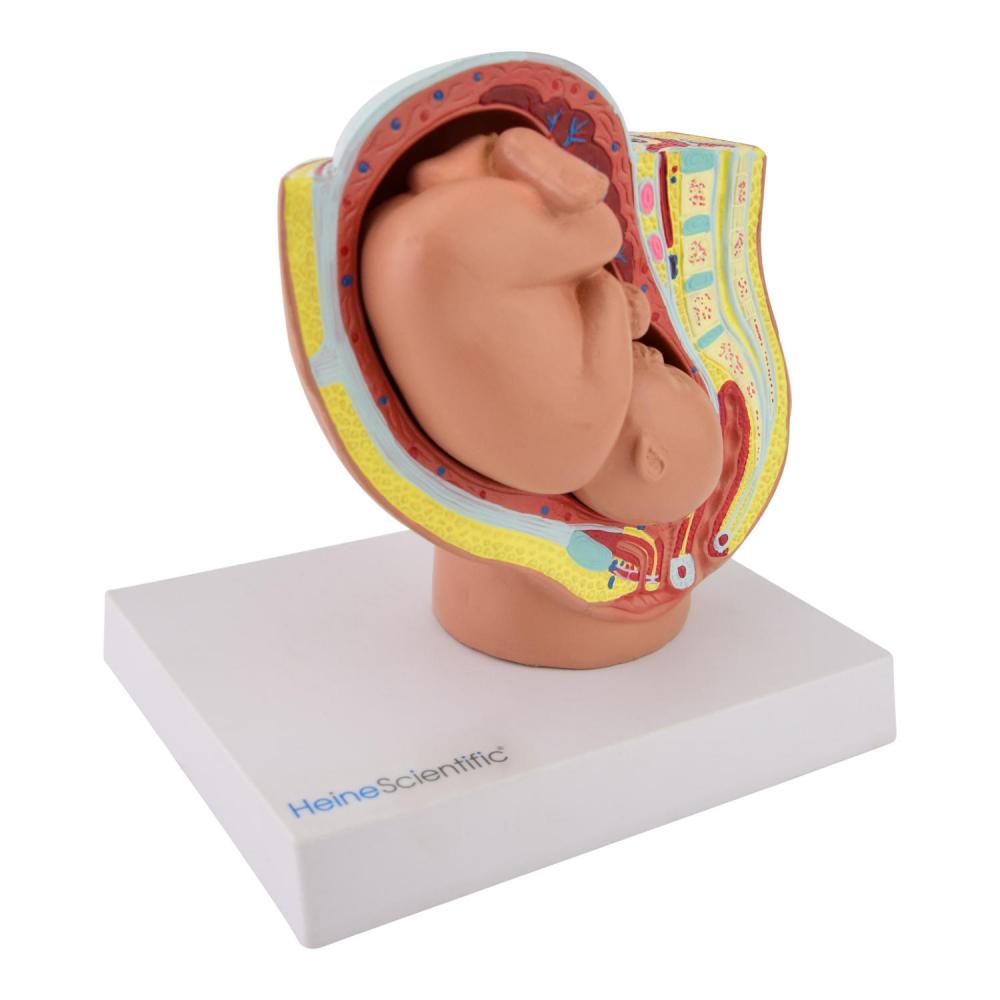 HeineScientific | Beckenmodell mit Fötus (H139041)