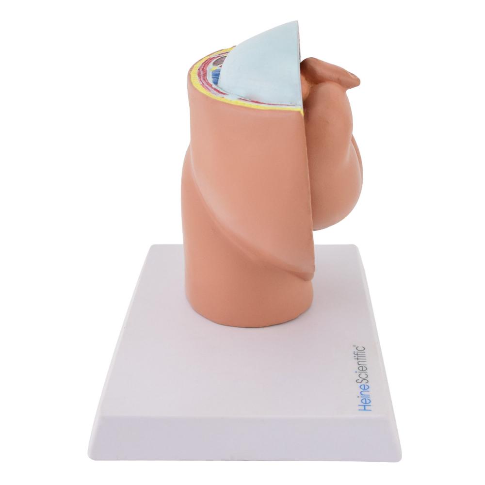 HeineScientific | Beckenmodell mit Fötus (H139041)