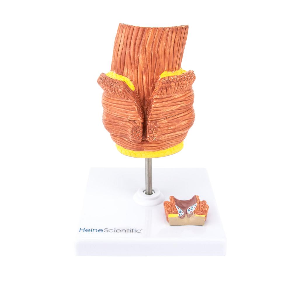 HeineScientific | Hämorrhoidenmodell (H139050)