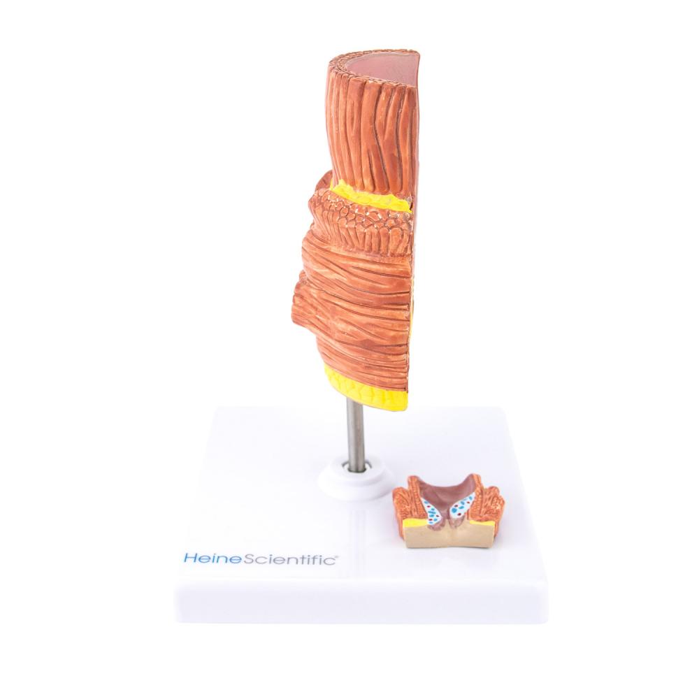 HeineScientific | Hämorrhoidenmodell (H139050)