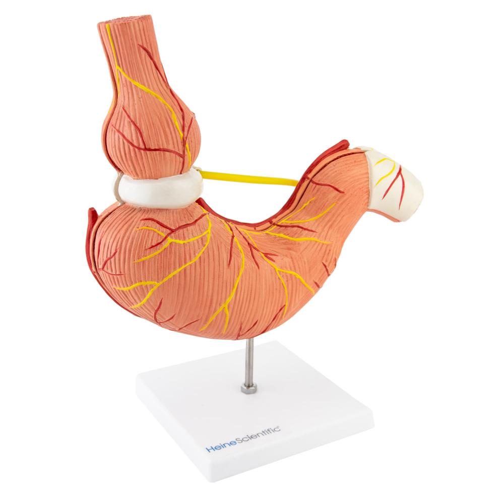 HeineScientific | Magenmodell mit Magenband (H139053)