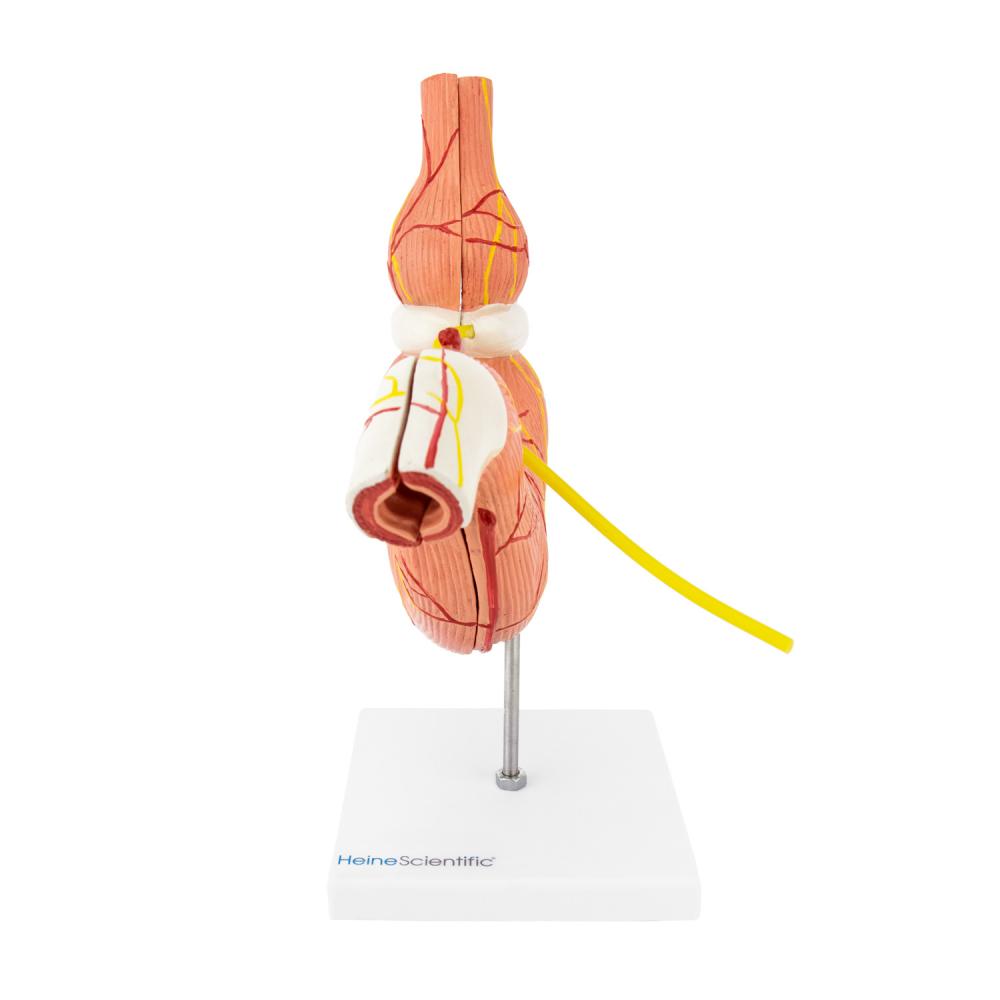 HeineScientific | Magenmodell mit Magenband (H139053)
