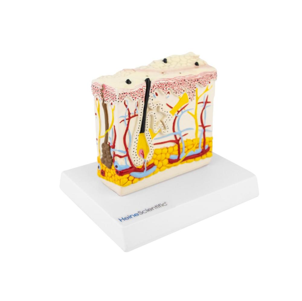 HeineScientific | Haut (H139058)