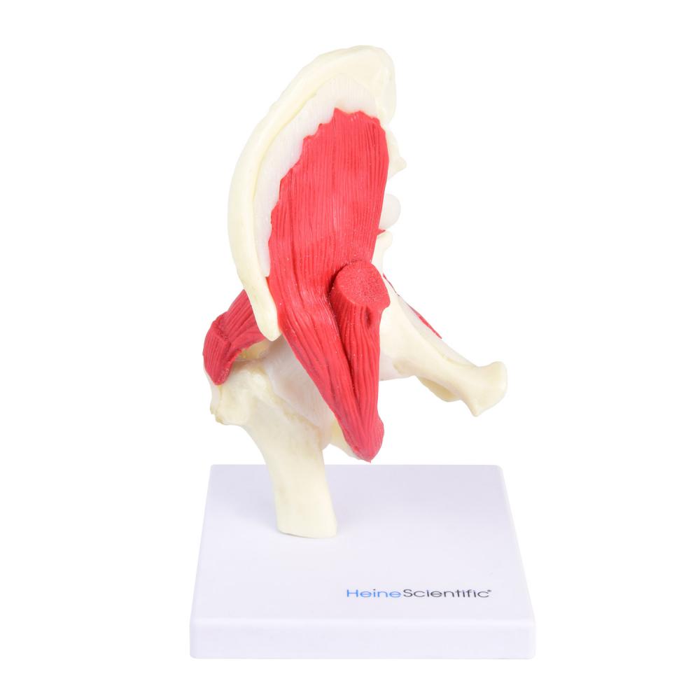 HeineScientific | Hüfte Hüftgelenk (H139077)