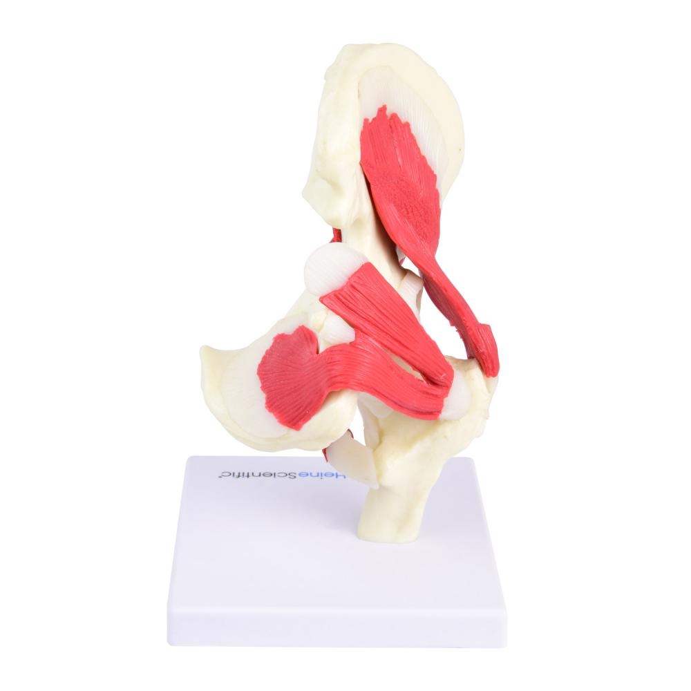 HeineScientific | Hüfte Hüftgelenk (H139077)