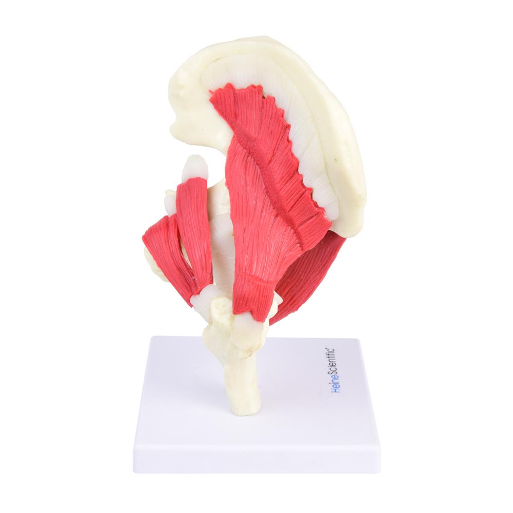 HeineScientific | Hüfte Hüftgelenk (H139077)