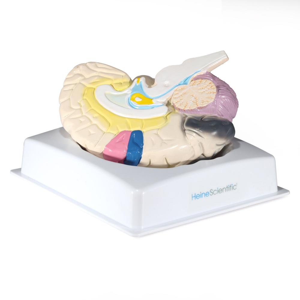 HeineScientific | Gehirnmodell mit Funktionsbereichen (H139086)