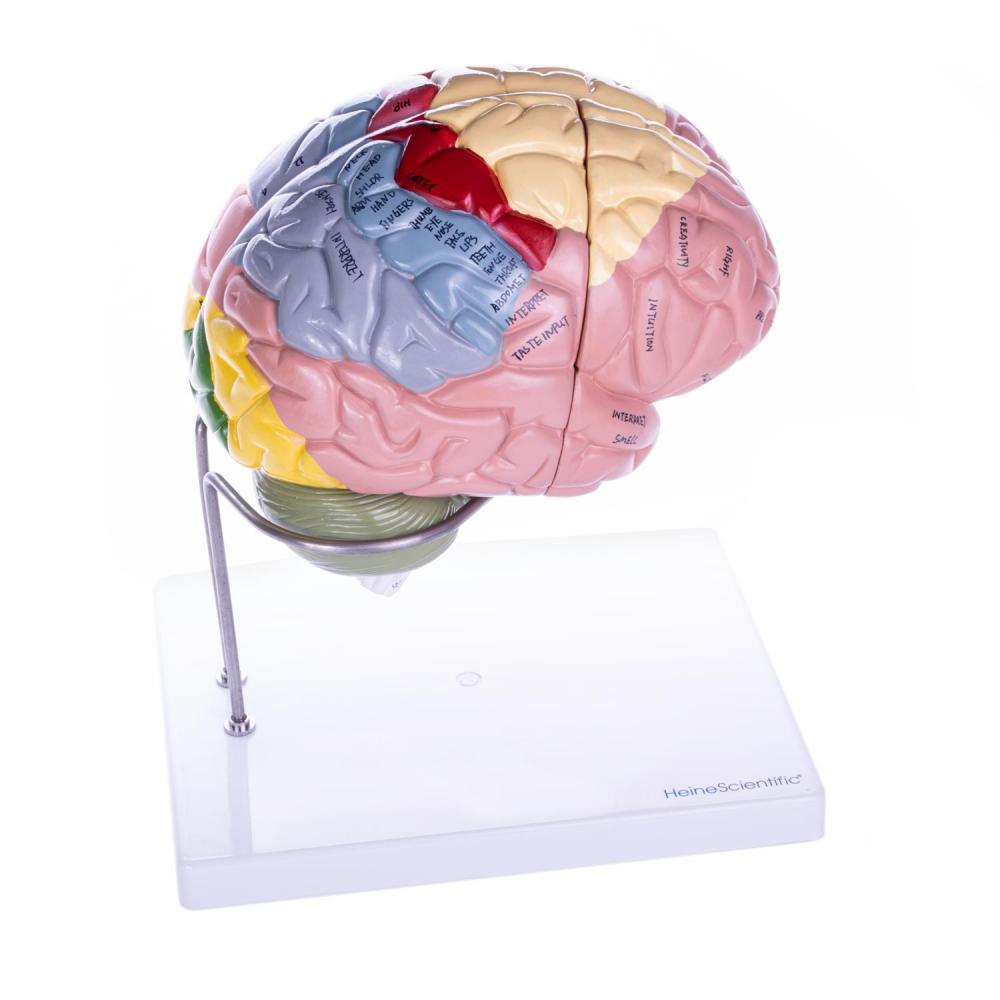 HeineScientific | Gehirnmodell (H139154)