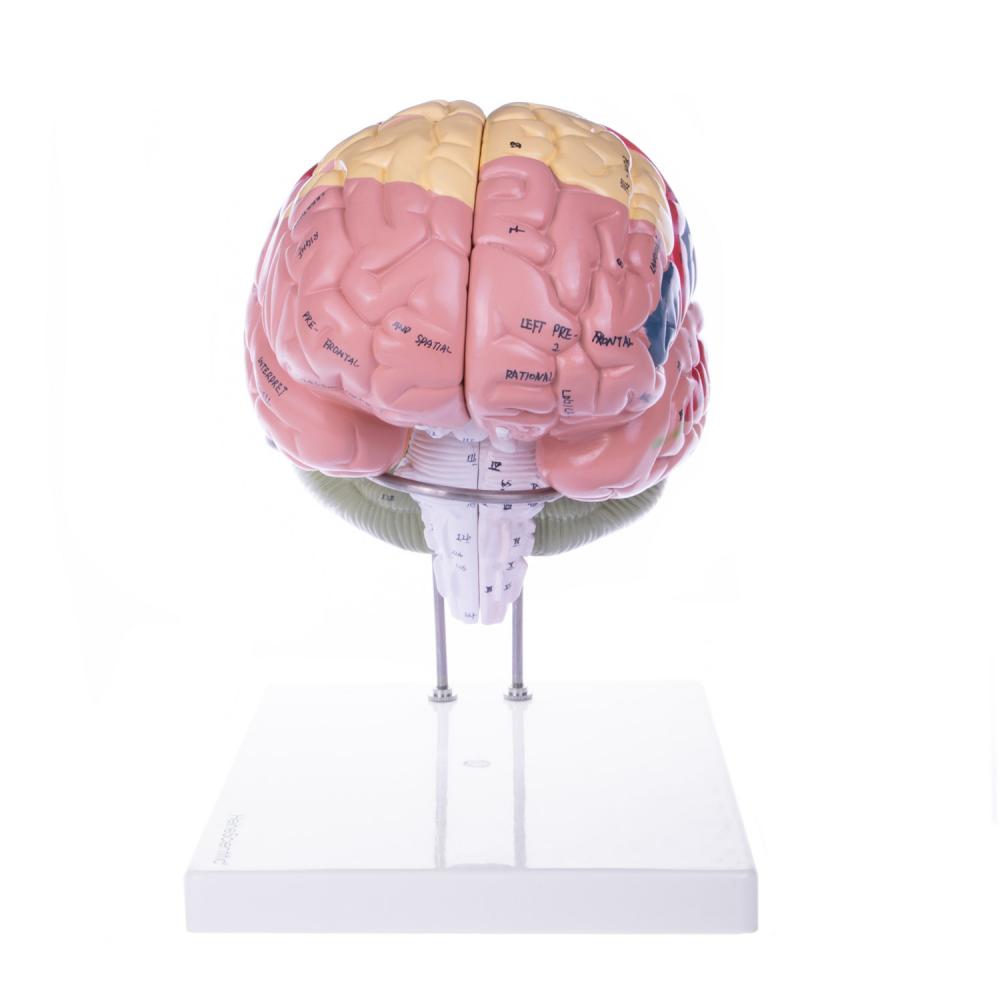 HeineScientific | Gehirnmodell (H139154)