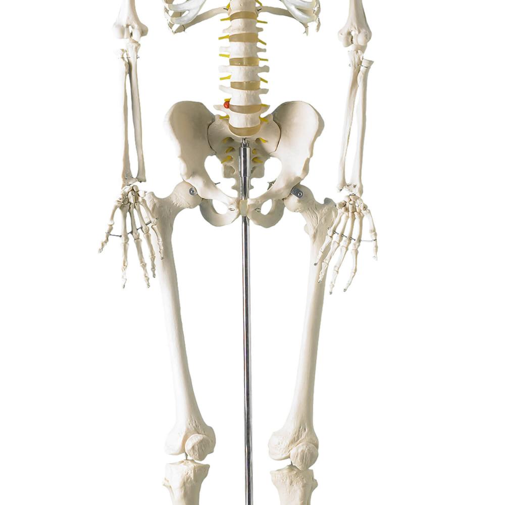 HeineScientific | Menschliches Skelett (H495121)