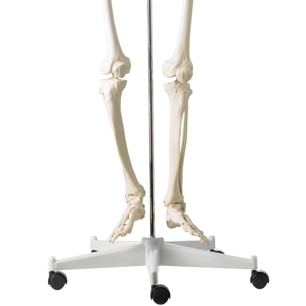 HeineScientific | Menschliches Skelett (H495121)