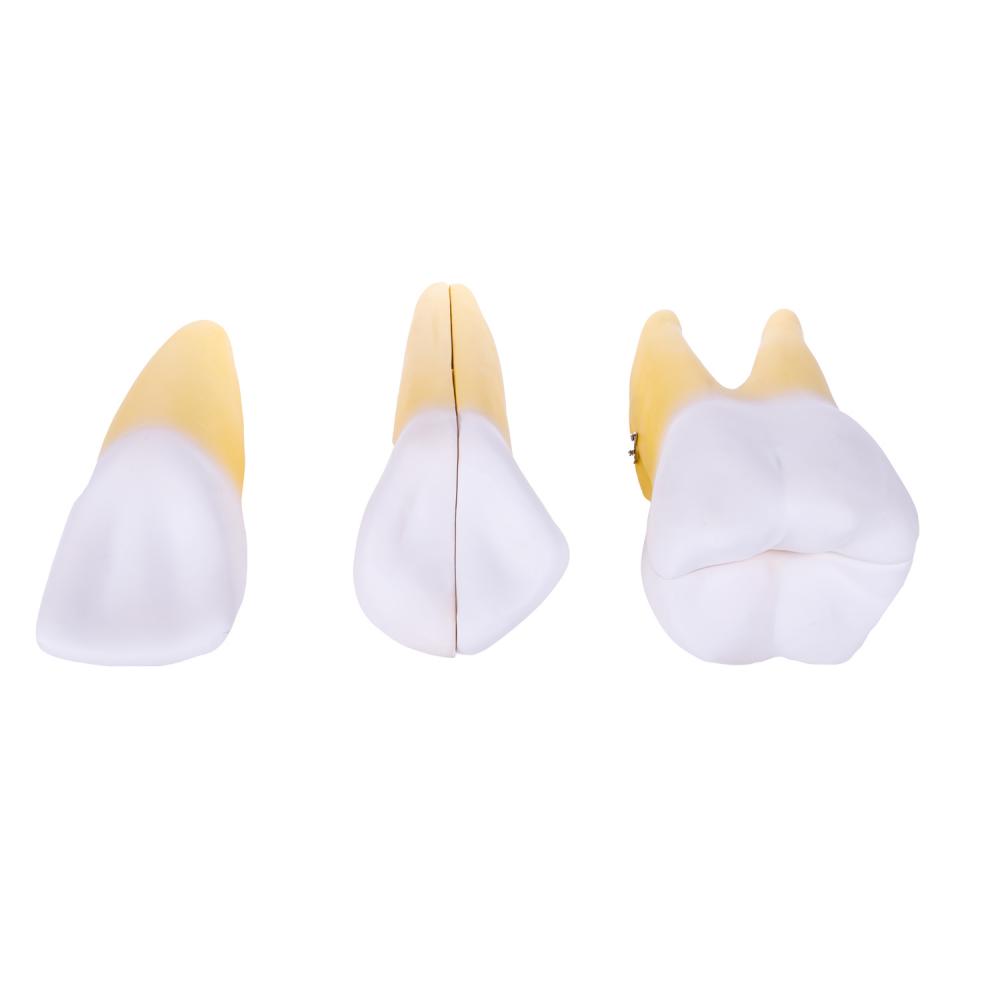 HeineScientific | Zahnmodell 3er-Set (H139155)