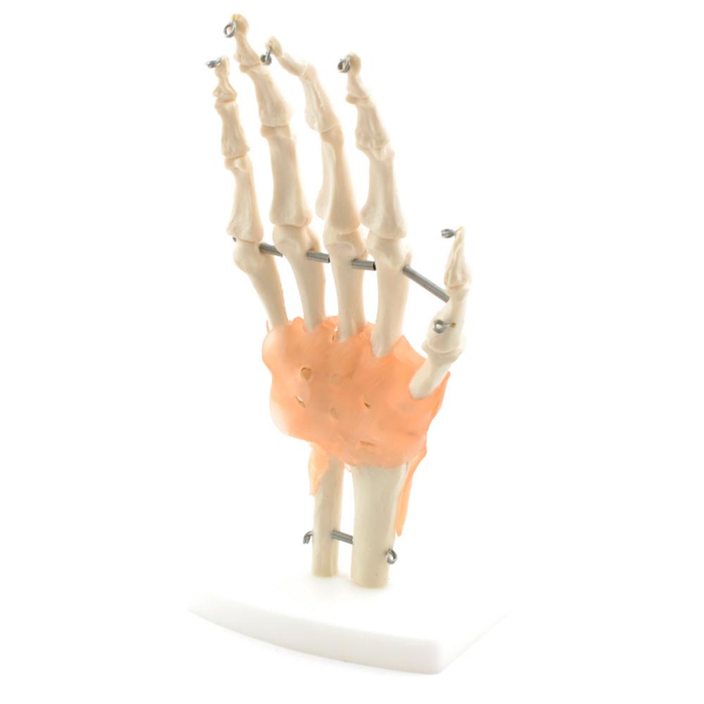 HeineScientific | Handskelett Bandapparat (H130371)