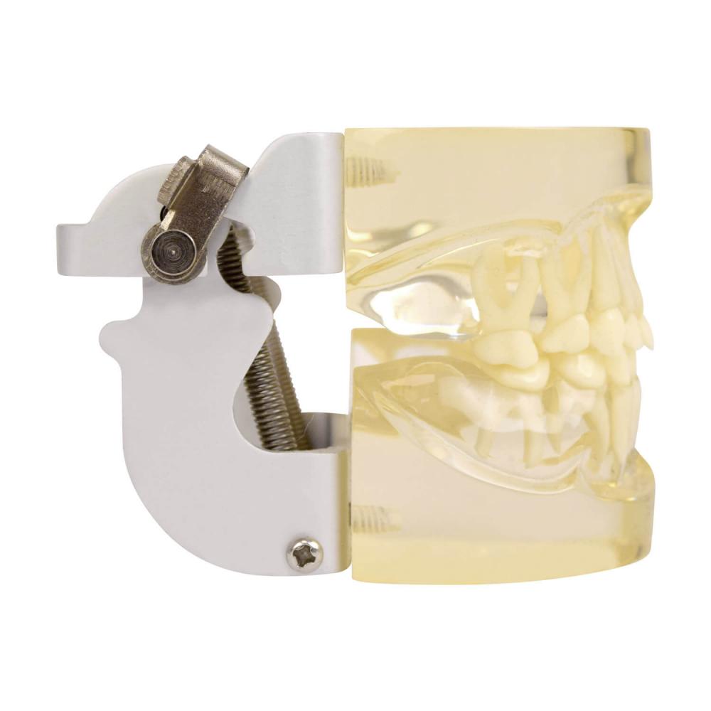 HeineScientific | transparentes Kiefermodell Kindergebiss (H131077)