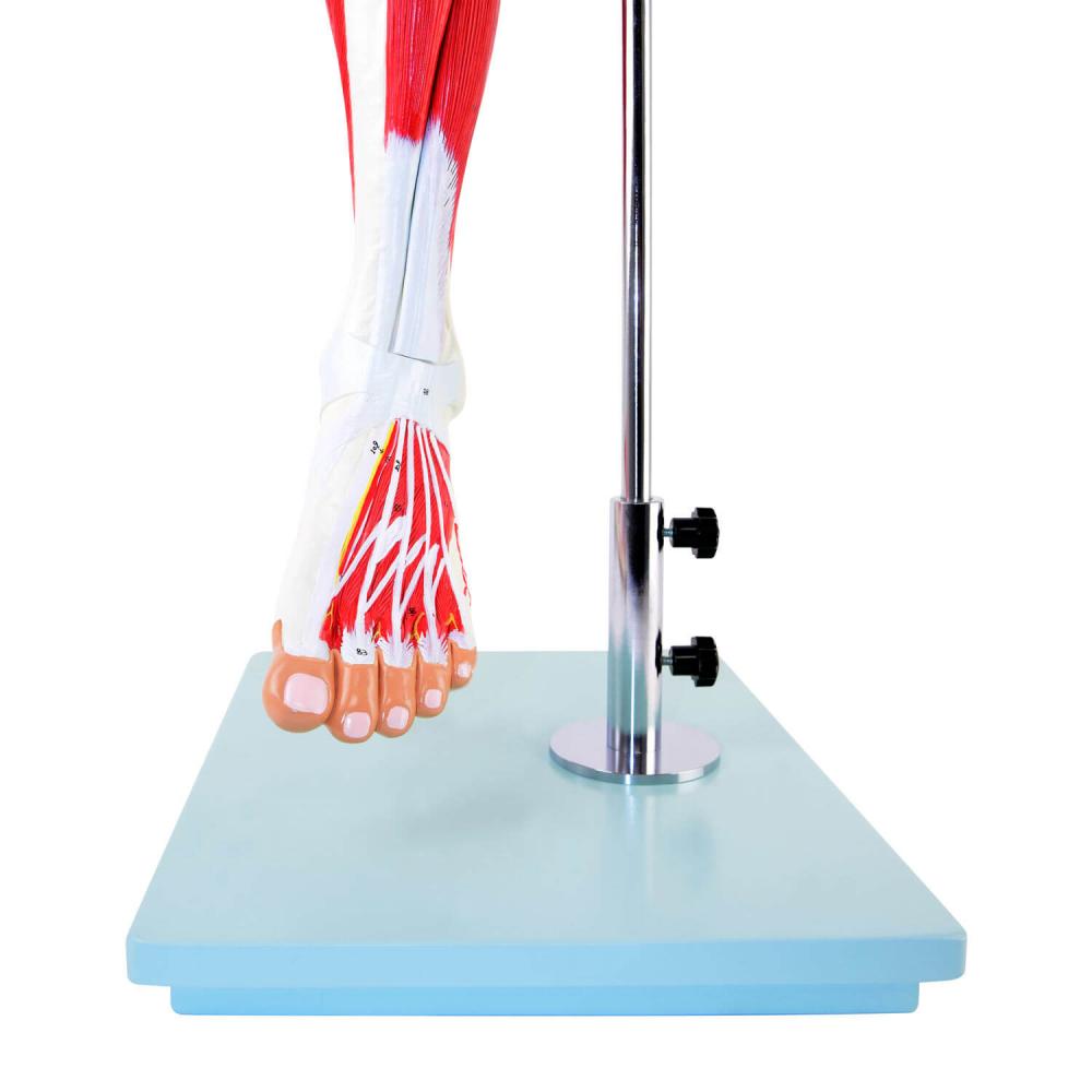 HeineScientific | Muskelmodell Bein (H139012)