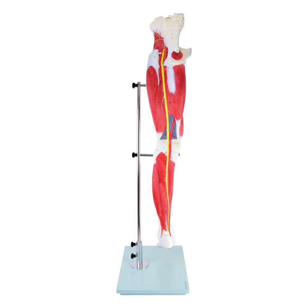 HeineScientific | Muskelmodell Bein (H139012)