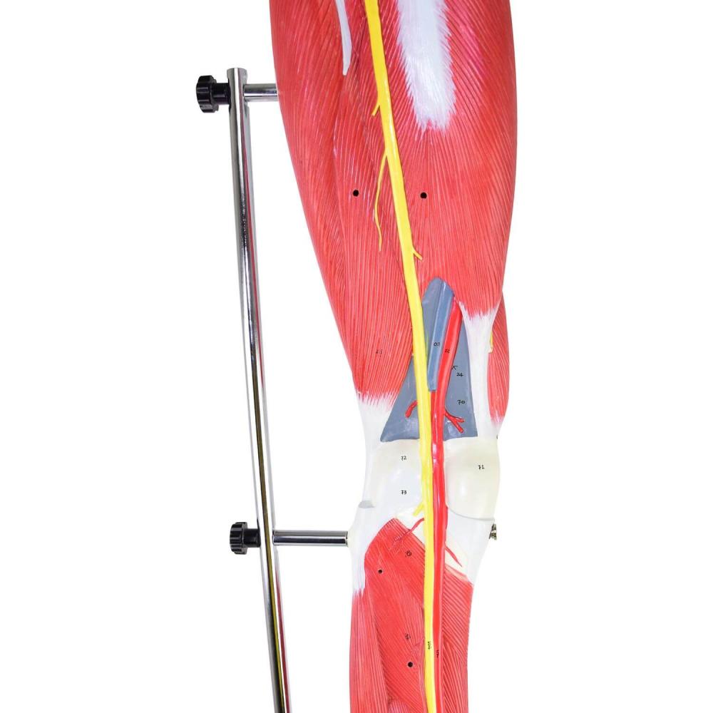 HeineScientific | Muskelmodell Bein (H139012)
