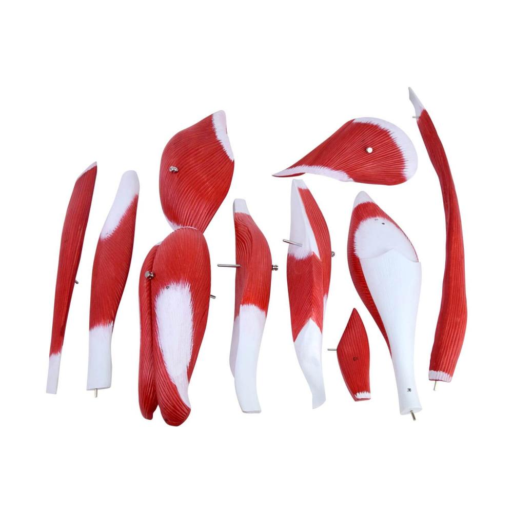 HeineScientific | Muskelmodell Bein (H139012)
