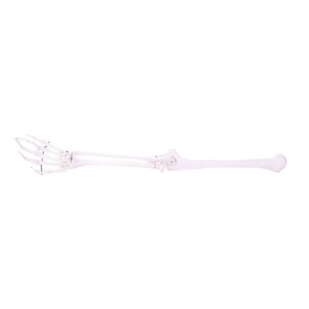 HeineScientific | Skelettmodell Arm (H139151)