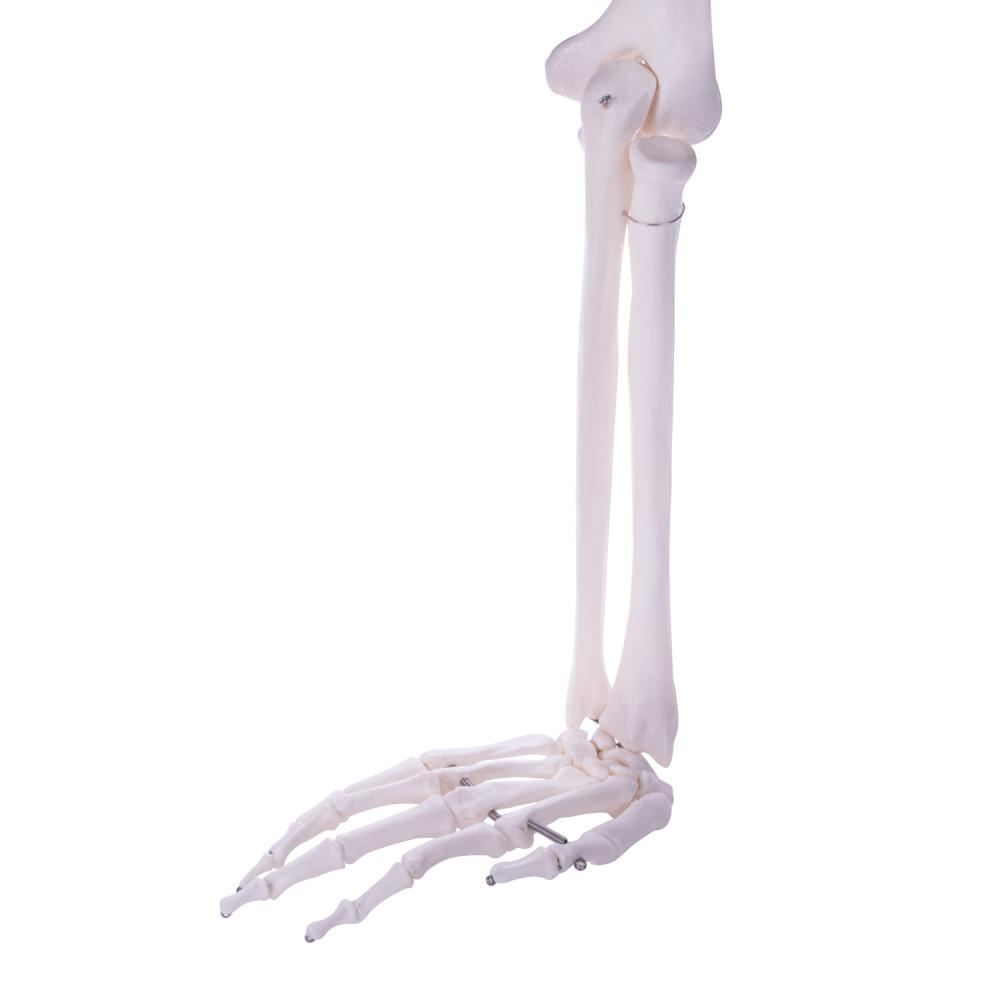 HeineScientific | Skelettmodell Arm (H139151)