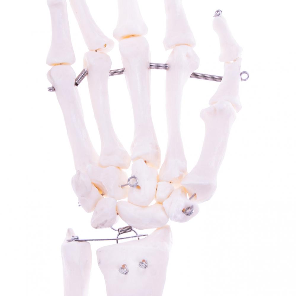 HeineScientific | Skelettmodell Arm (H139151)